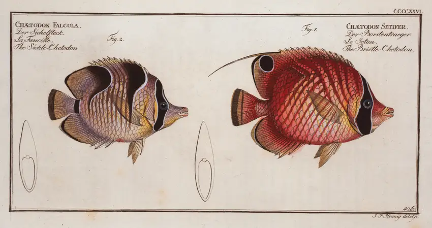 1. Chaetodon Setifer, The Bristle-Chetodon; 2. Chaetodon Falcula, The Sickle-Chetodon. (1785-1797) by Marcus Elieser Bloch
